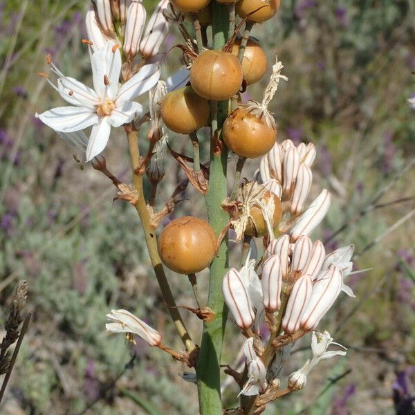 Asphodelus macrocarpus Anders