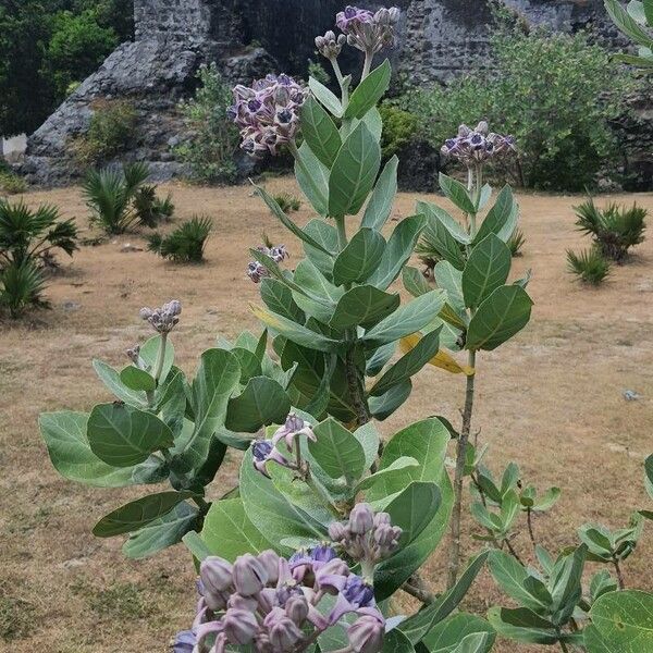 Calotropis gigantea Leaf