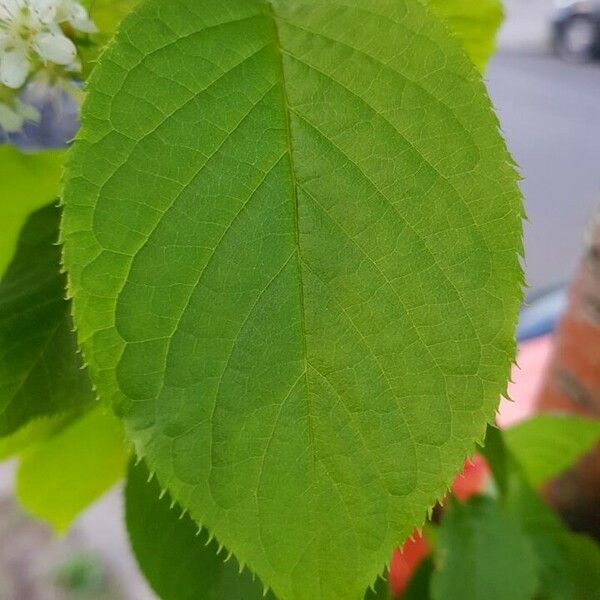 Prunus maackii Leaf