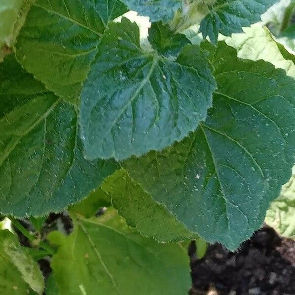 Ageratum houstonianum Folio