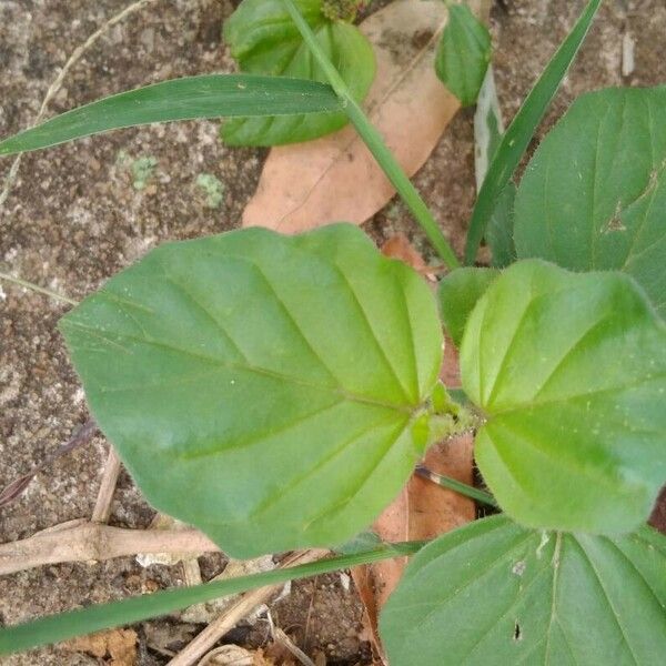 Boerhavia diffusa 叶