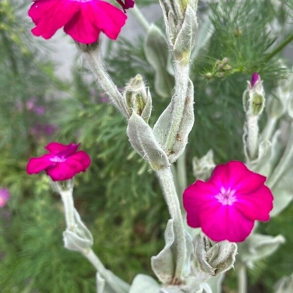 Lychnis coronaria Lorea