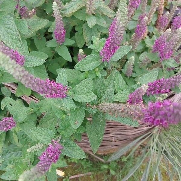 Teucrium hircanicum 其他