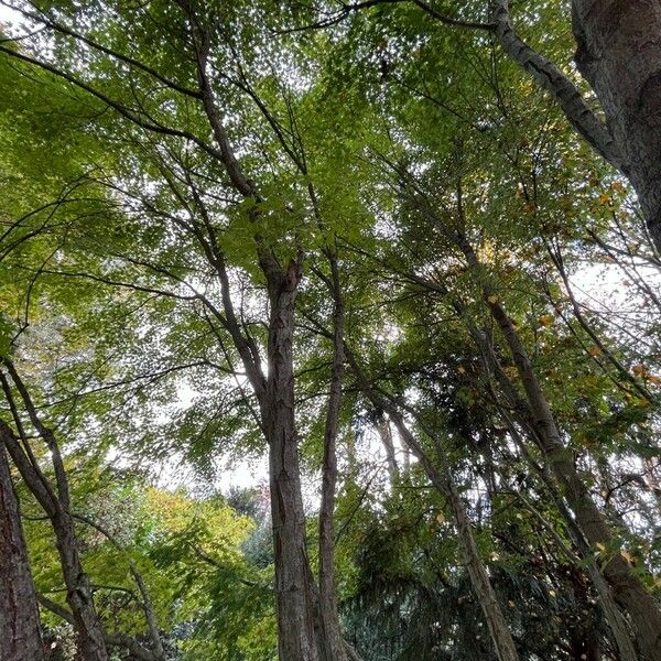 Acer palmatum عادت