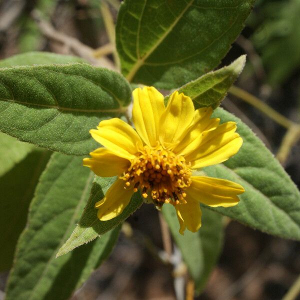 Borrichia arborescens Кветка