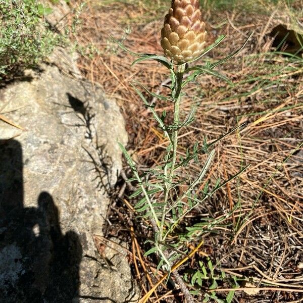 Leuzea conifera 花