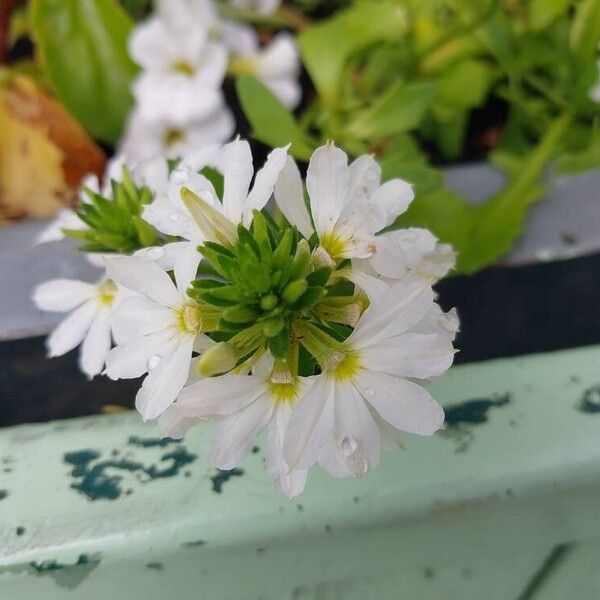 Scaevola plumieri Blomma