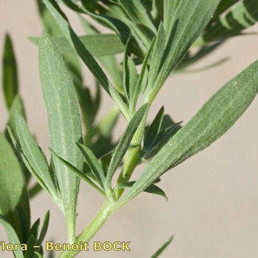 Bassia hyssopifolia Muu