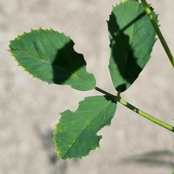 Melilotus officinalis Leaf