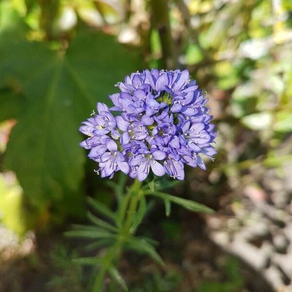 Gilia capitata Flower