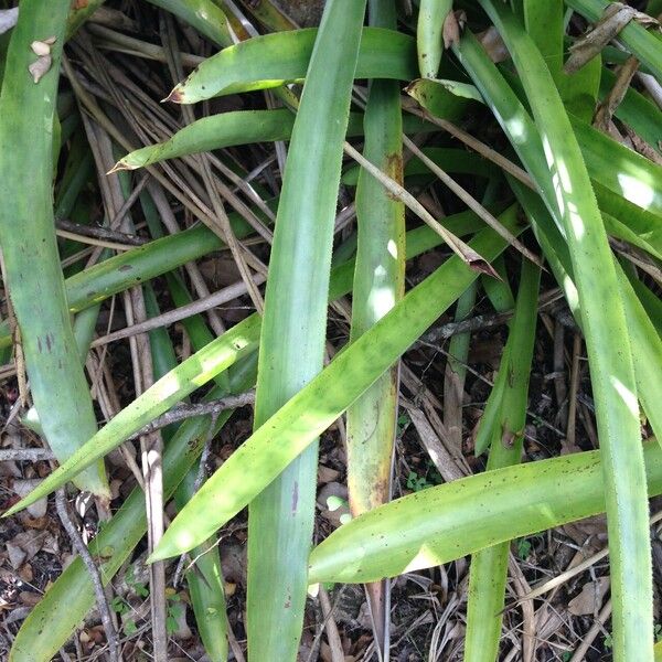 Bromelia karatas Fulla