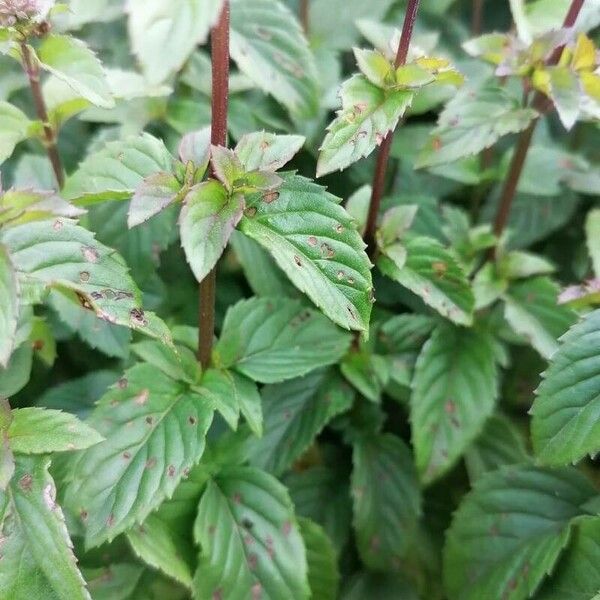 Mentha × piperita Blad