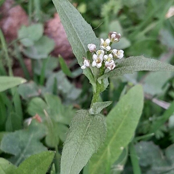 Capsella bursa-pastoris Цветок