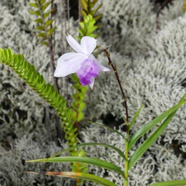 Arundina graminifolia Flor