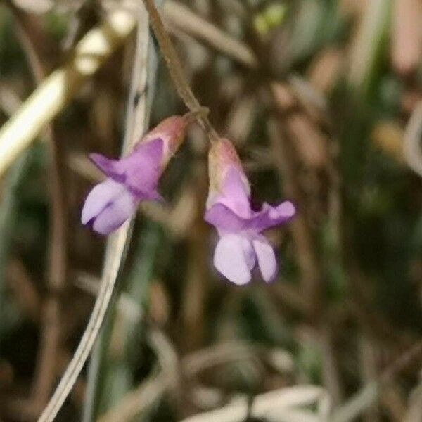 Vicia parviflora Flower