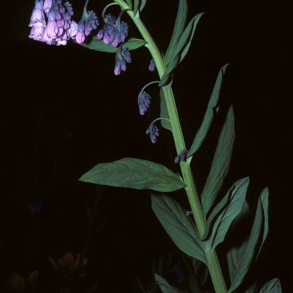 Mertensia arizonica (Aspen bluebells)