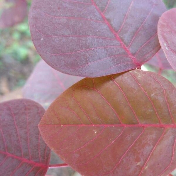 Euphorbia cotinifolia 葉