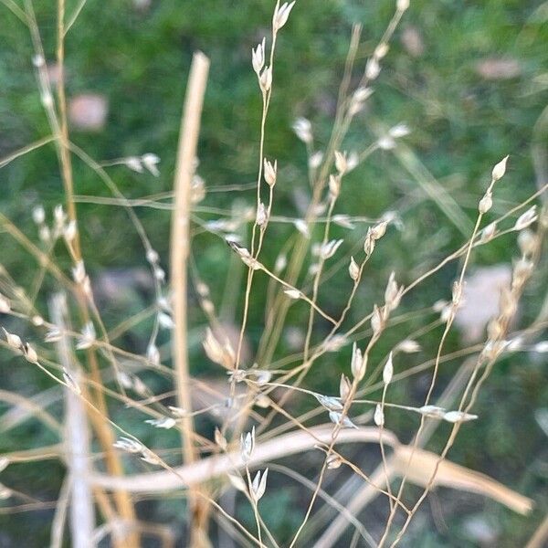 Panicum virgatum Blüte