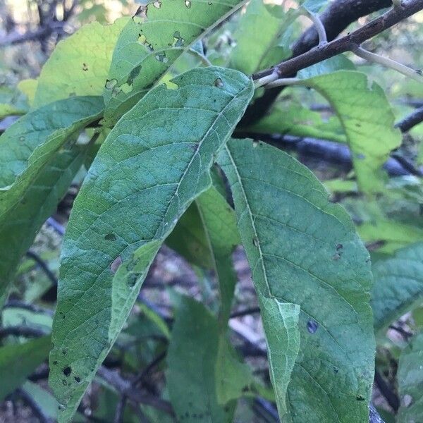 Pluchea carolinensis Blatt