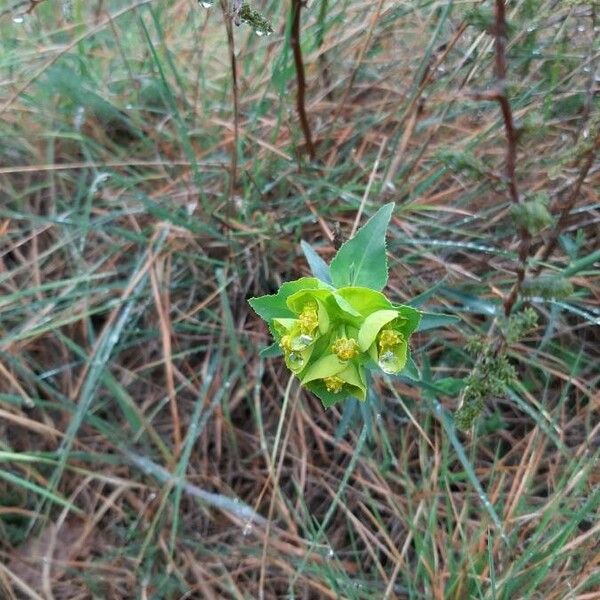 Euphorbia serrata 花
