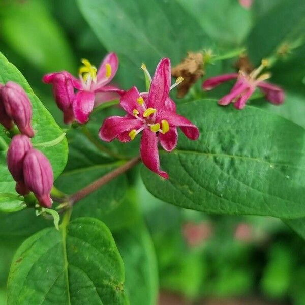 Lonicera tatarica 花