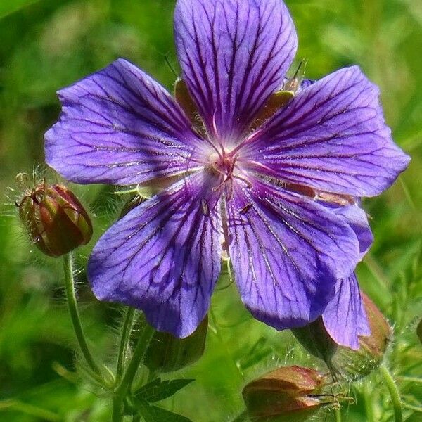 Geranium ibericum Květ