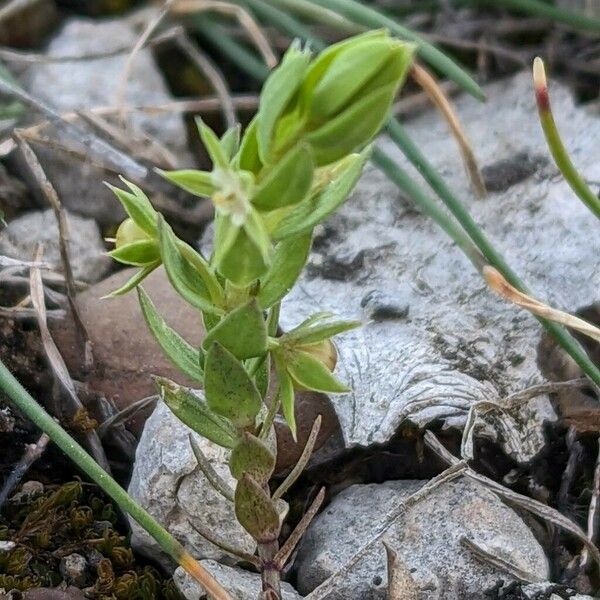 Lysimachia linum-stellatum Flor