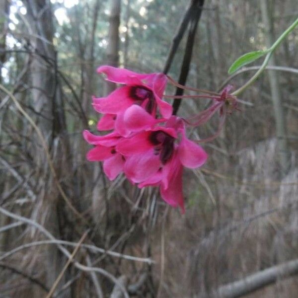 Bomarea salsilla Blomst