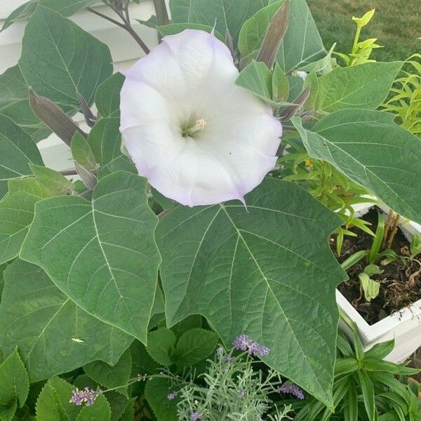 Datura inoxia ফুল