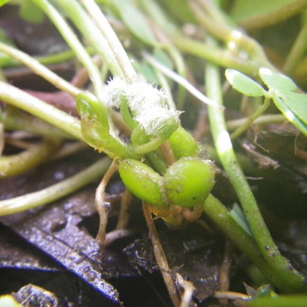 Marsilea minuta Frukt