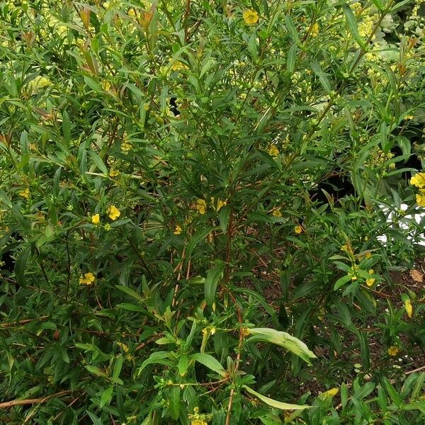 Hypericum prolificum Folla