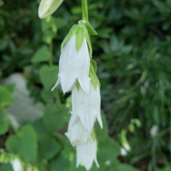 Campanula alliariifolia Kukka