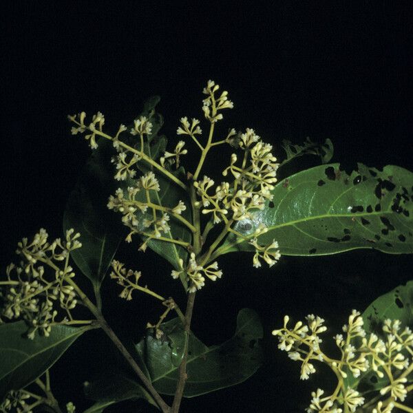 Ocotea cinerea Blodyn