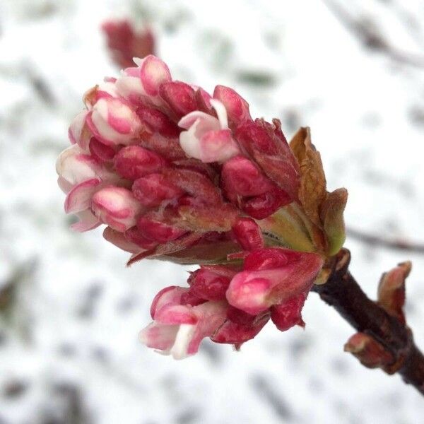 Viburnum farreri Flor