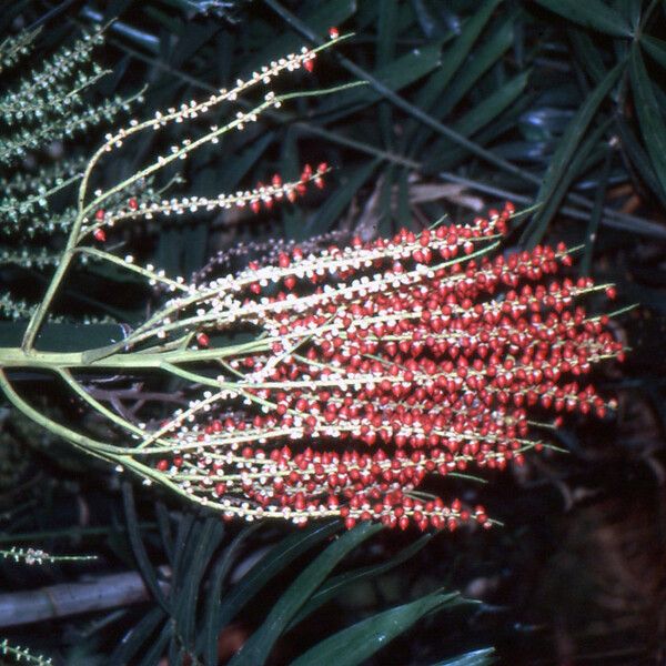 Ptychosperma macarthurii Floare