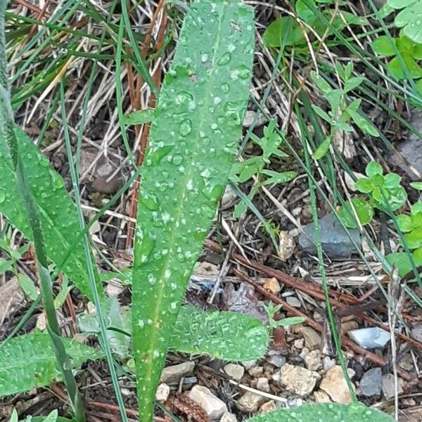 Spiranthes spiralis Leaf