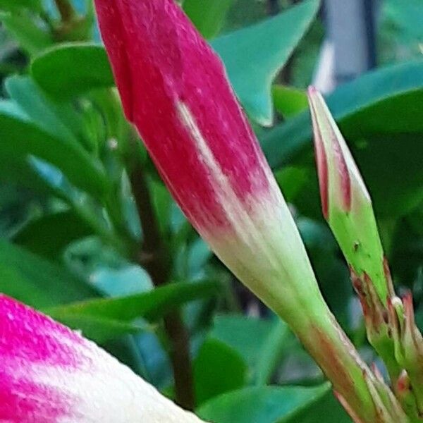 Mandevilla sanderi Flor