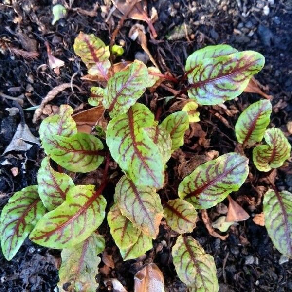 Rumex sanguineus Folio