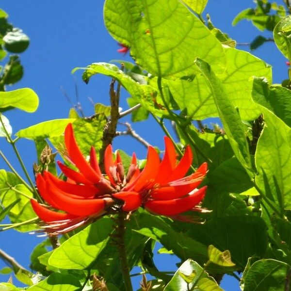 Erythrina variegata Flower