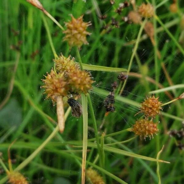 Carex oederi Blodyn