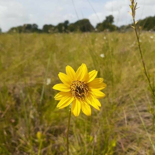 Wyethia angustifolia Fiore