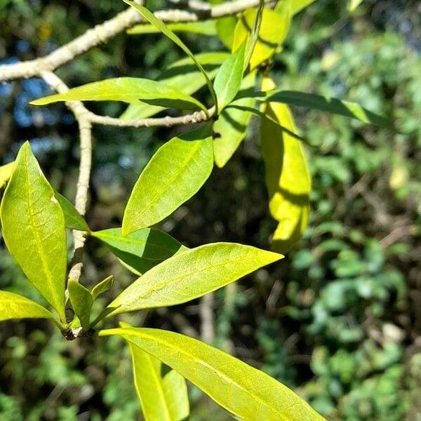 Tabernaemontana catharinensis Frunză