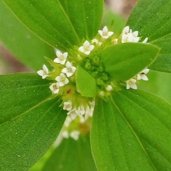 Mitracarpus hirtus Floare