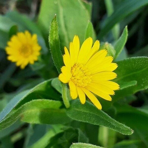 Calendula arvensis Flor