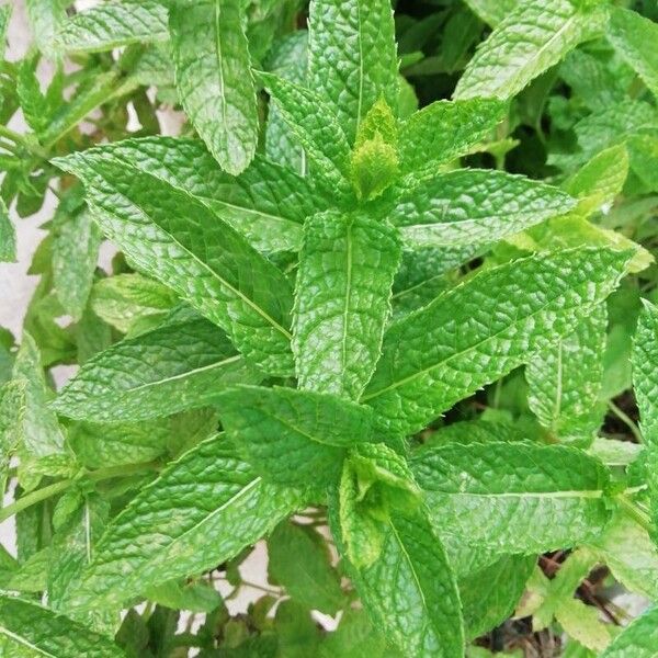 Mentha spicata Leaf