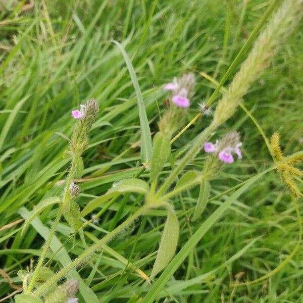 Rostellularia procumbens Hoja