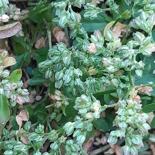 Polycarpon tetraphyllum Žiedas