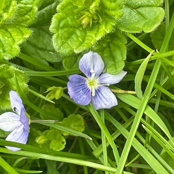 Veronica filiformis Flor