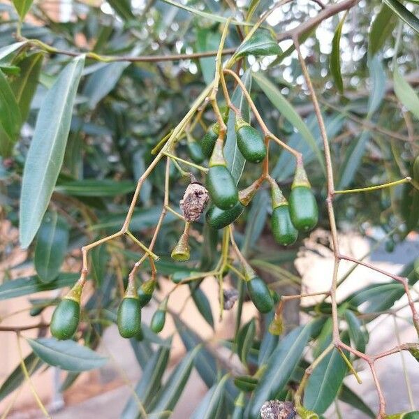 Nectandra angustifolia Plod