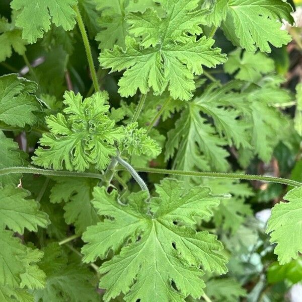 Citronella costaricensis Ліст